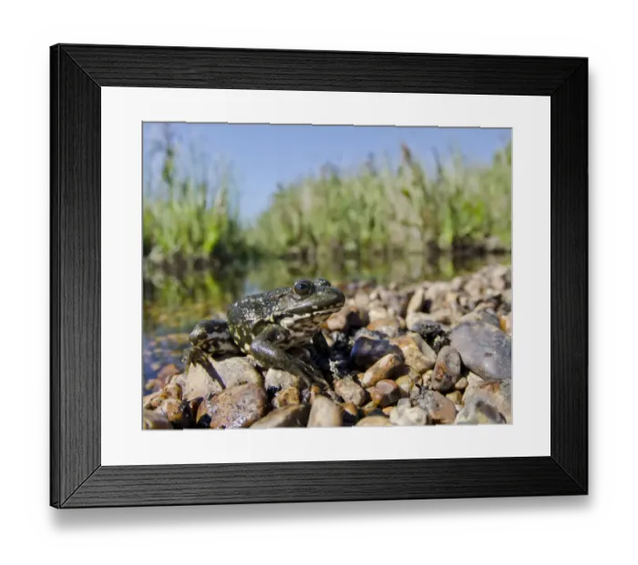 Framed Print : Marsh Frog (Pelophylax ridibundus) adult, sitting on shingle at edge of pool habitat, Dungeness, Kent, England, August Framed Print : Marsh Frog (Pelophylax ridibundus) adult, sitting on shingle at edge of pool habitat, Dungeness, Kent, England, August