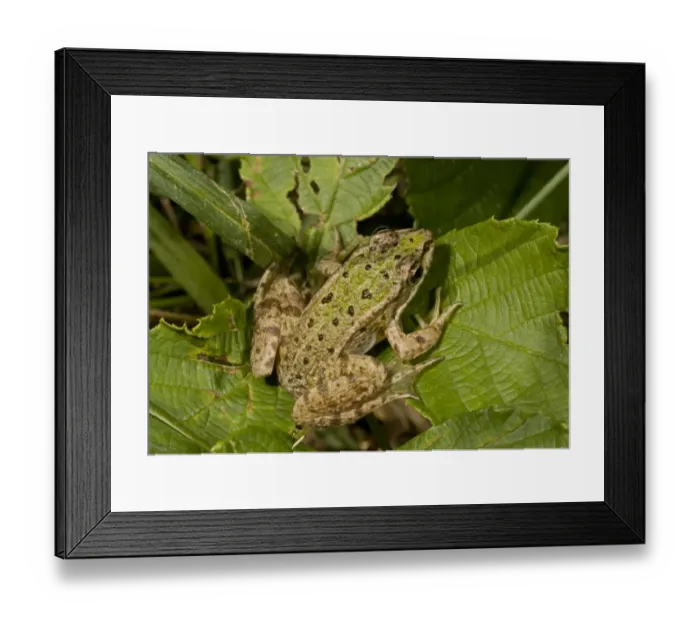 Framed Print : Edible Frog (Pelophylax kl. esculentus) young, sitting on leaves, Brenne, France, August Framed Print : Edible Frog (Pelophylax kl. esculentus) young, sitting on leaves, Brenne, France, August
