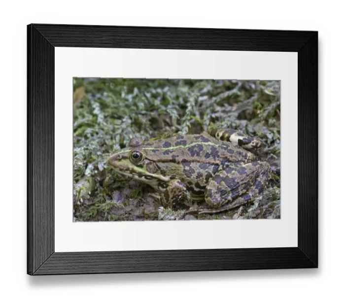 Framed Print : Marsh Frog (Pelophylax ridibundus) adult, Krka N. P. Dalmatia, Croatia, July Framed Print : Marsh Frog (Pelophylax ridibundus) adult, Krka N. P. Dalmatia, Croatia, July