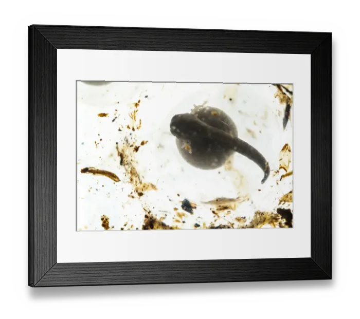 Framed Print : Dyeing Poison Dart Frog (Dendrobates tinctorius) developing tadpole inside egg capsule (captive) Framed Print : Dyeing Poison Dart Frog (Dendrobates tinctorius) developing tadpole inside egg capsule (captive)