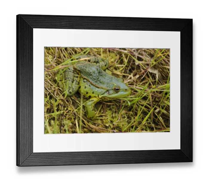 Framed Print : Marsh Frog (Pelophylax ridibundus) adult, sitting on bank of ditch, Rainham Marshes RSPB Reserve, Thames Estuary Framed Print : Marsh Frog (Pelophylax ridibundus) adult, sitting on bank of ditch, Rainham Marshes RSPB Reserve, Thames Estuary