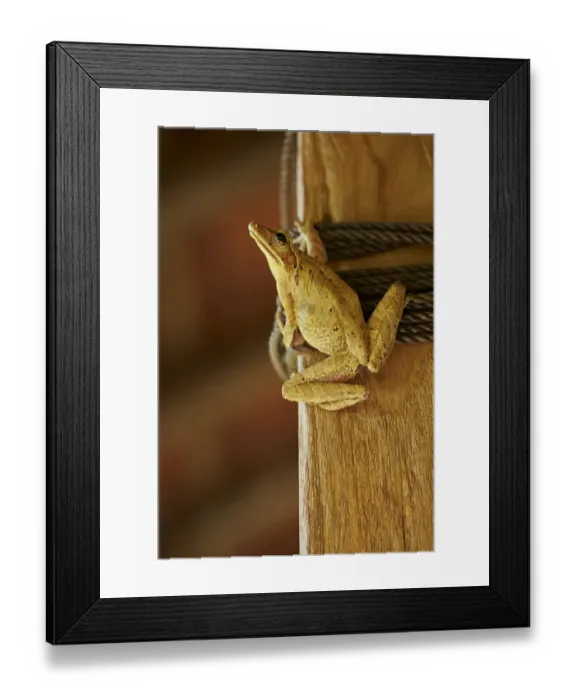 Framed Print : Asian Brown Treefrog (Polypedates leucomystax) adult, clinging to post inside house, Ubud, Bali, Lesser Sunda Islands Framed Print : Asian Brown Treefrog (Polypedates leucomystax) adult, clinging to post inside house, Ubud, Bali, Lesser Sunda Islands