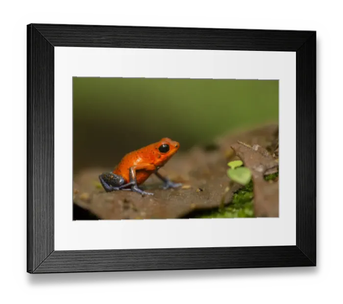 Framed Print : Strawberry Poison Dart Frog (Oophaga pumilio) adult, sitting on ground in leaf litter, Costa Rica, March