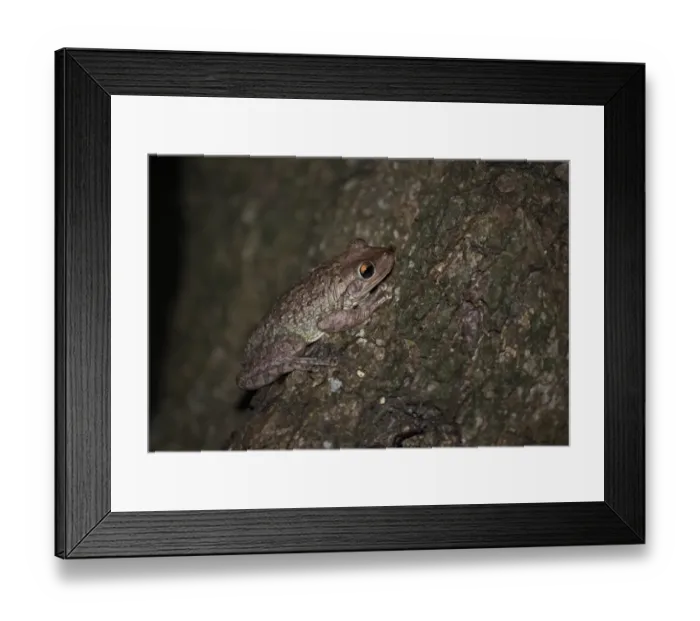 Framed Print : Cuban Treefrog (Osteopilus septentrionalis) adult, clinging to tree trunk, La Belen, Camaguey Province, Cuba, March Framed Print : Cuban Treefrog (Osteopilus septentrionalis) adult, clinging to tree trunk, La Belen, Camaguey Province, Cuba, March