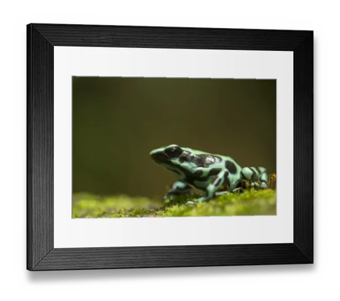 Framed Print : Green and Black Poison Dart Frog (Dendrobates auratus) adult, sitting on moss, Costa Rica, March Framed Print : Green and Black Poison Dart Frog (Dendrobates auratus) adult, sitting on moss, Costa Rica, March