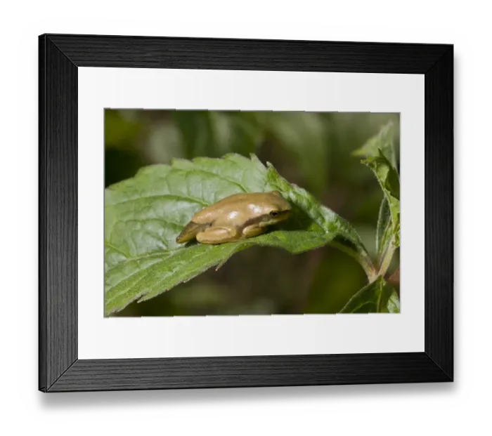 Framed Print : Common Treefrog (Hyla arborea) immature, metamorphosing froglet with remaining parts of tail, resting on leaf Framed Print : Common Treefrog (Hyla arborea) immature, metamorphosing froglet with remaining parts of tail, resting on leaf
