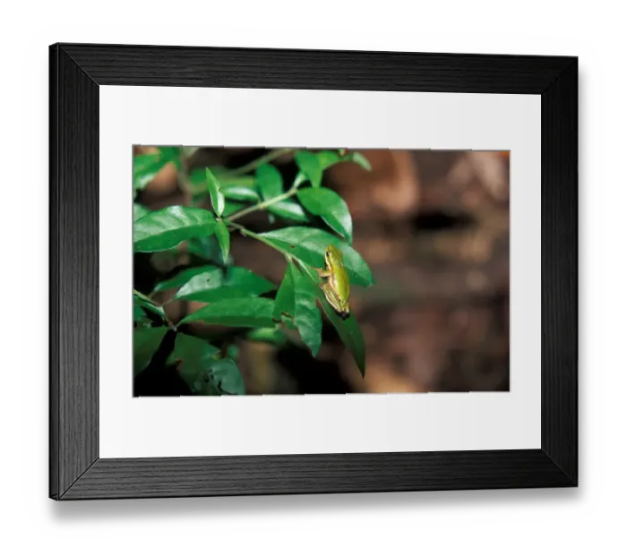 Framed Print : Northern Dwarf Tree Frog (Litoria bicolor)