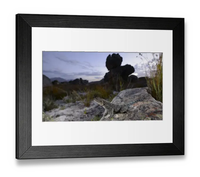 Framed Print : Southern Rock Agama (Agama atra) adult, standing on rock in habitat at sunset, South Africa, February Framed Print : Southern Rock Agama (Agama atra) adult, standing on rock in habitat at sunset, South Africa, February