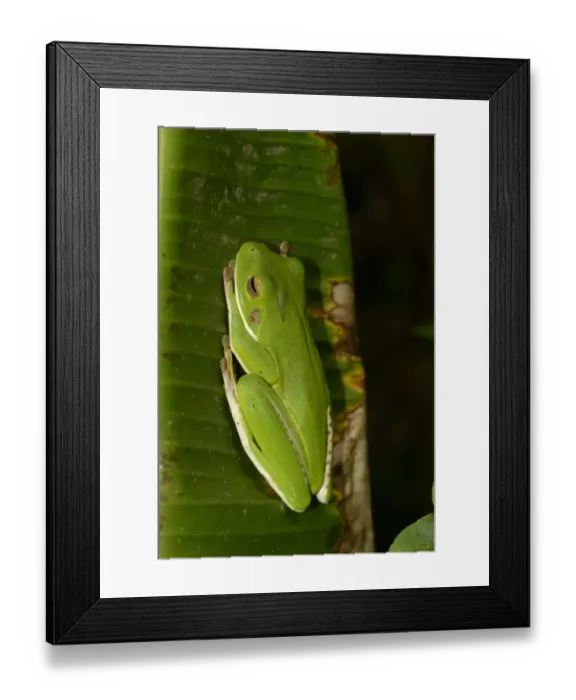 Framed Print : White-lipped Treefrog (Litoria infrafrenata) adult, resting on leaf, Queensland, Australia, November Framed Print : White-lipped Treefrog (Litoria infrafrenata) adult, resting on leaf, Queensland, Australia, November