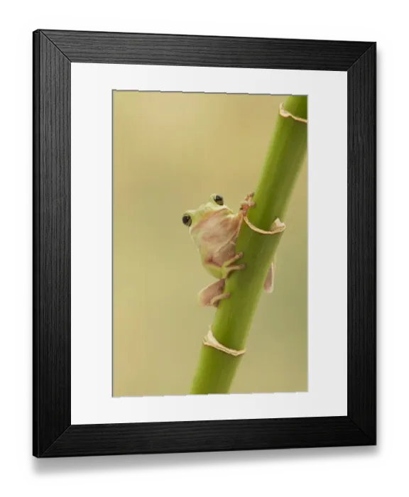 Framed Print : American Green Treefrog (Hyla cinerea) adult, clinging to bamboo stem (captive) Framed Print : American Green Treefrog (Hyla cinerea) adult, clinging to bamboo stem (captive)