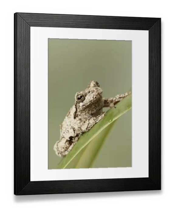 Framed Print : Grey Treefrog (Hyla versicolor) adult, sitting on leaf (captive) Framed Print : Grey Treefrog (Hyla versicolor) adult, sitting on leaf (captive)