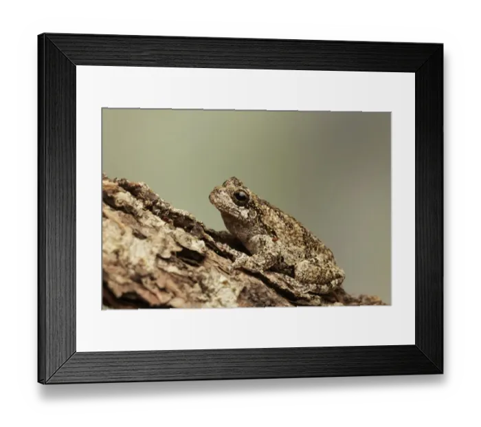 Framed Print : Grey Treefrog (Hyla versicolor) adult, camouflaged on log (captive) Framed Print : Grey Treefrog (Hyla versicolor) adult, camouflaged on log (captive)