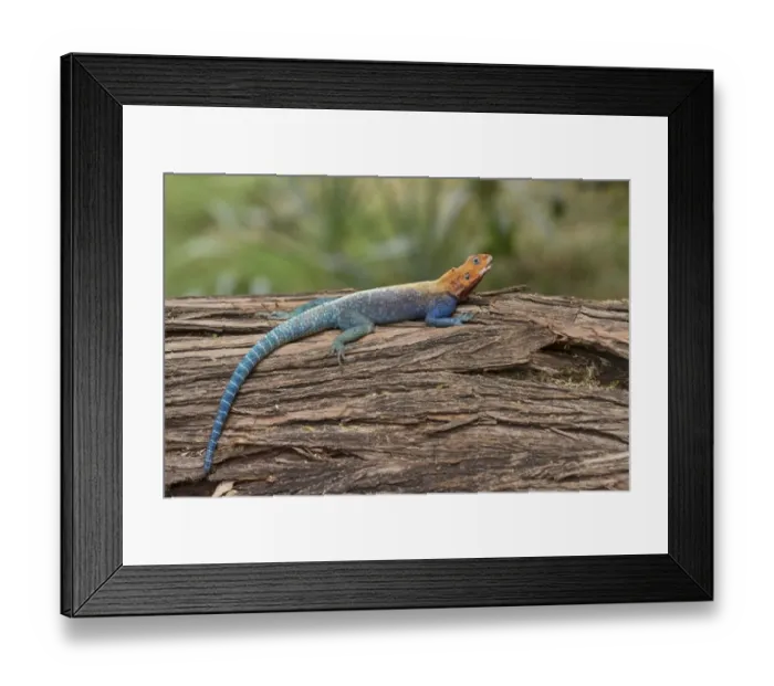Framed Print : Red-headed Rock Agama (Agama agama) adult male, resting on log, Samburu National Reserve, Kenya, August Framed Print : Red-headed Rock Agama (Agama agama) adult male, resting on log, Samburu National Reserve, Kenya, August