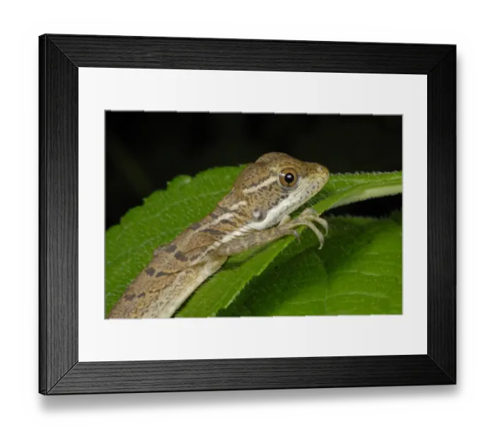 Framed Print : Common Basilisk (Basiliscus basiliscus) young, close-up of head and front leg, resting on leaf in rainforest Framed Print : Common Basilisk (Basiliscus basiliscus) young, close-up of head and front leg, resting on leaf in rainforest