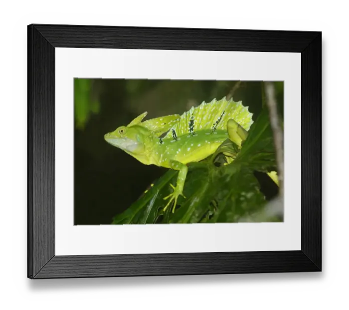 Framed Print : Plumed Basilisk (Basiliscus plumifrons) adult male, climbing on leaves in primary rainforest, Tortuguero N. P Framed Print : Plumed Basilisk (Basiliscus plumifrons) adult male, climbing on leaves in primary rainforest, Tortuguero N. P