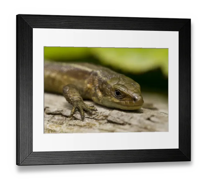 Framed Print : Common Lizard (Zootoca vivipara) adult female, close-up of head, basking on log, Sussex, England, June Framed Print : Common Lizard (Zootoca vivipara) adult female, close-up of head, basking on log, Sussex, England, June