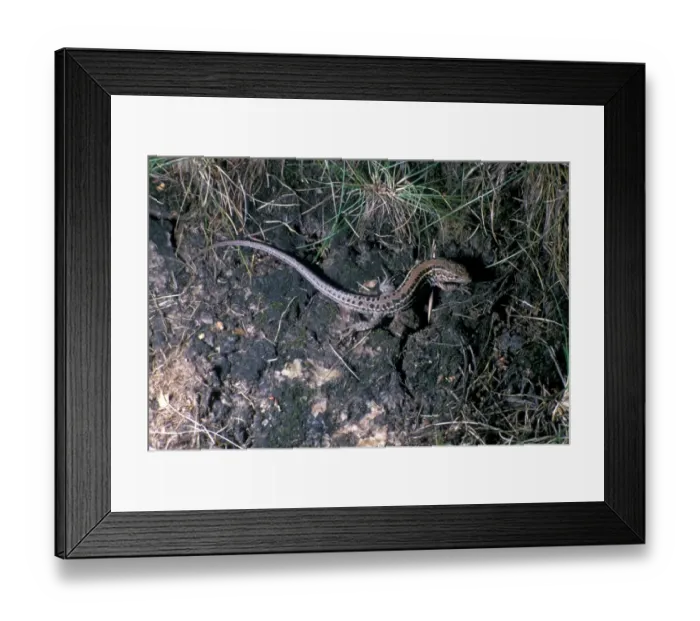 Framed Print : Balkan Wall Lizard (Podarcis taurica) HK008195 Framed Print : Balkan Wall Lizard (Podarcis taurica) HK008195
