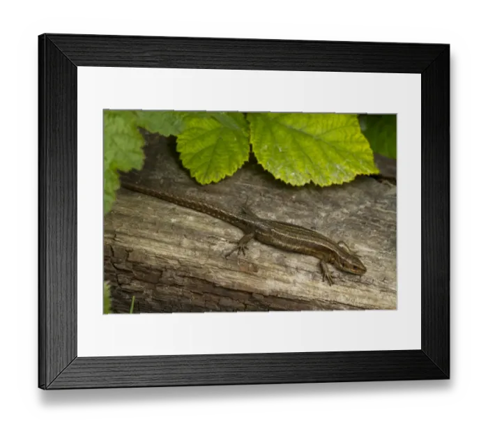 Framed Print : Common Lizard (Zootoca vivipara) adult female, basking on log, Sussex, England, June Framed Print : Common Lizard (Zootoca vivipara) adult female, basking on log, Sussex, England, June