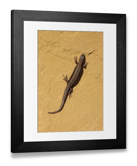 Framed Print : Common Lizard (Zootoca vivipara) adult male, basking on sandstone rock, Shropshire, England, March (captive) Framed Print : Common Lizard (Zootoca vivipara) adult male, basking on sandstone rock, Shropshire, England, March (captive)