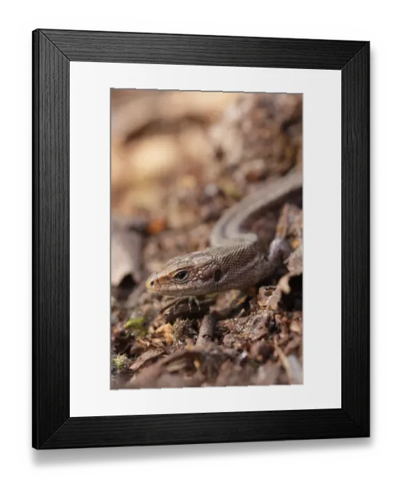 Framed Print : Common Lizard (Zootoca vivipara) adult, on woodland floor, North Yorkshire, England, May