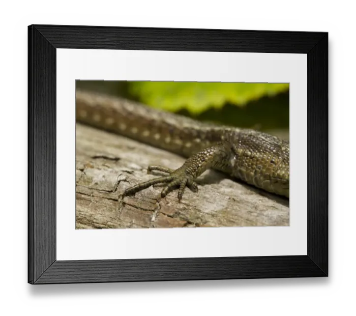 Framed Print : Common Lizard (Zootoca vivipara) adult female, close-up of hind leg, basking on log, Sussex, England, June Framed Print : Common Lizard (Zootoca vivipara) adult female, close-up of hind leg, basking on log, Sussex, England, June
