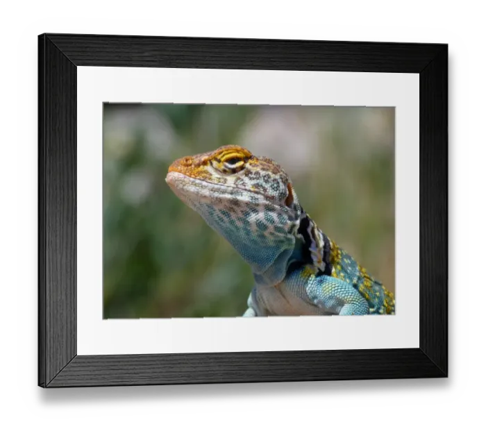 Framed Print : Common Collared Lizard (Crotaphytus collaris auriceps) Yellow-headed race, adult male, close-up of head Framed Print : Common Collared Lizard (Crotaphytus collaris auriceps) Yellow-headed race, adult male, close-up of head