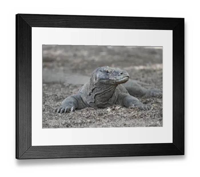 Framed Print : Komodo Dragon (Varanus komodensis) adult, resting on ground, Komodo N. P. Komodo Island, Lesser Sunda Islands Framed Print : Komodo Dragon (Varanus komodensis) adult, resting on ground, Komodo N. P. Komodo Island, Lesser Sunda Islands