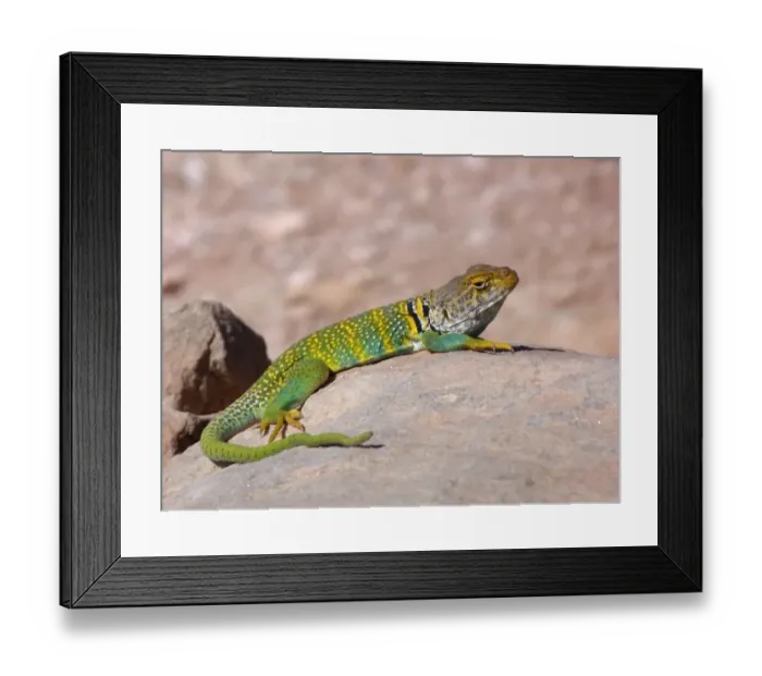 Framed Print : Common Collared Lizard (Crotaphytus collaris auriceps) Yellow-headed race, adult male, basking on rock, Arches N. P