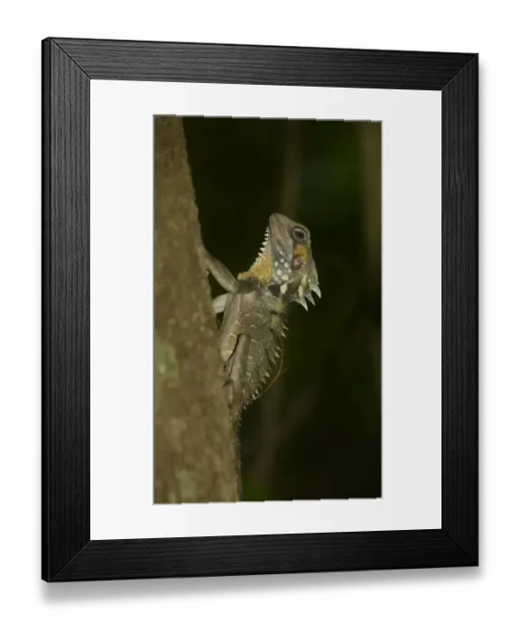 Framed Print : Boyds Forest Dragon (Hypsilurus boydii) adult, resting on tree trunk, Queensland, Australia, November Framed Print : Boyds Forest Dragon (Hypsilurus boydii) adult, resting on tree trunk, Queensland, Australia, November