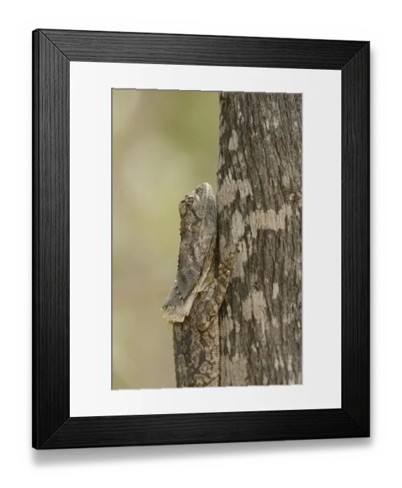 Framed Print : Frilled Lizard (Chlamydosaurus kingii) adult, close-up of head, camouflaged, resting on tree trunk, Queensland Framed Print : Frilled Lizard (Chlamydosaurus kingii) adult, close-up of head, camouflaged, resting on tree trunk, Queensland