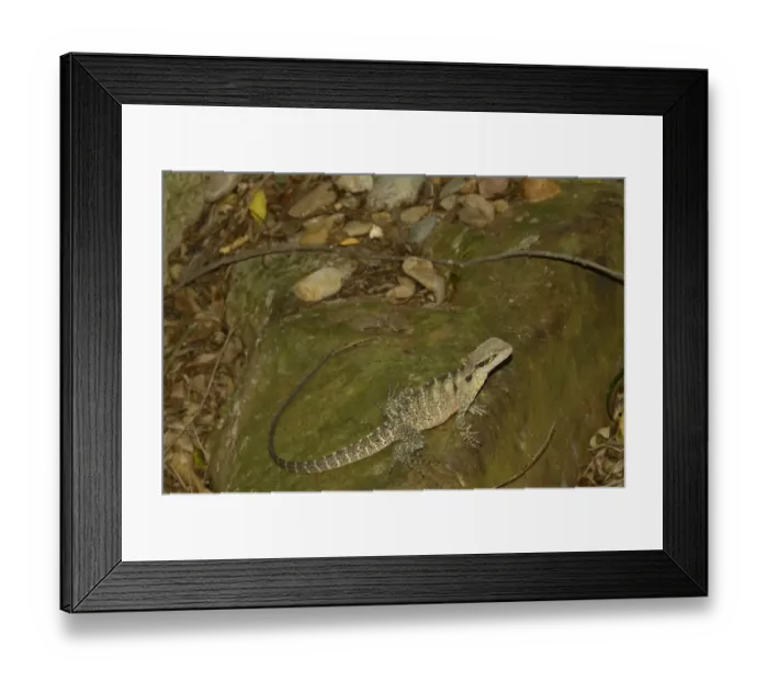 Framed Print : Australian Water Dragon (Physignathus lesueurii) adult, resting on rock, Queensland, Australia, December Framed Print : Australian Water Dragon (Physignathus lesueurii) adult, resting on rock, Queensland, Australia, December