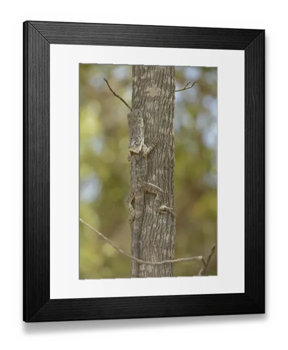 Framed Print : Frilled Lizard (Chlamydosaurus kingii) adult, camouflaged, resting on tree trunk, Queensland, Australia, November Framed Print : Frilled Lizard (Chlamydosaurus kingii) adult, camouflaged, resting on tree trunk, Queensland, Australia, November