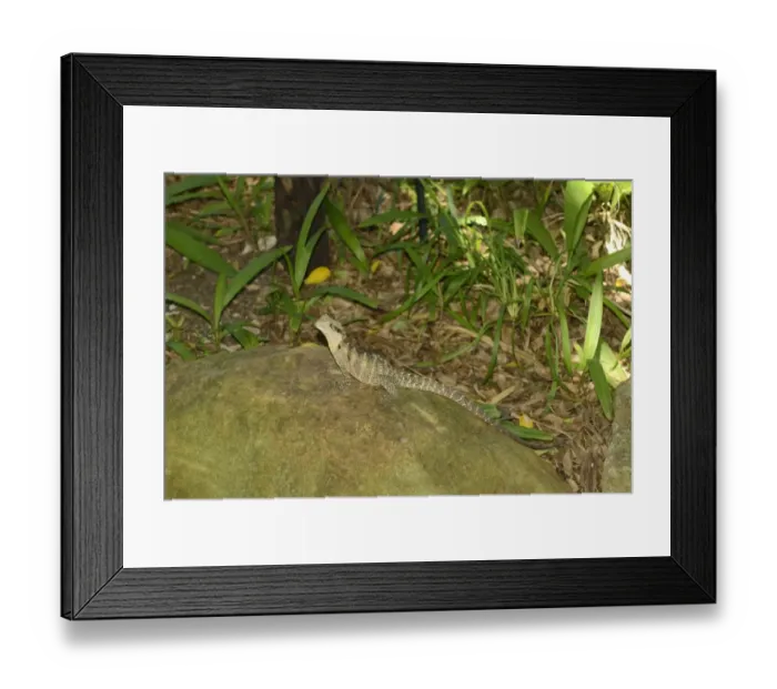 Framed Print : Australian Water Dragon (Physignathus lesueurii) adult, resting on rock, Queensland, Australia, December