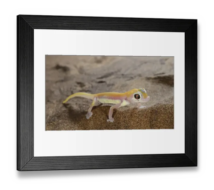 Framed Print : Web-footed Gecko (Pachydactylus rangei) adult, standing on sand dune in desert, Namib Desert, Namibia, February