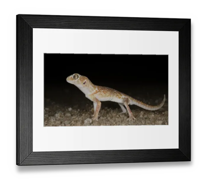 Framed Print : Namib Giant Ground Gecko Chondrodactylus angulifer adult, standing in desert at night, Namib Desert, Namibia, February Framed Print : Namib Giant Ground Gecko Chondrodactylus angulifer adult, standing in desert at night, Namib Desert, Namibia, February