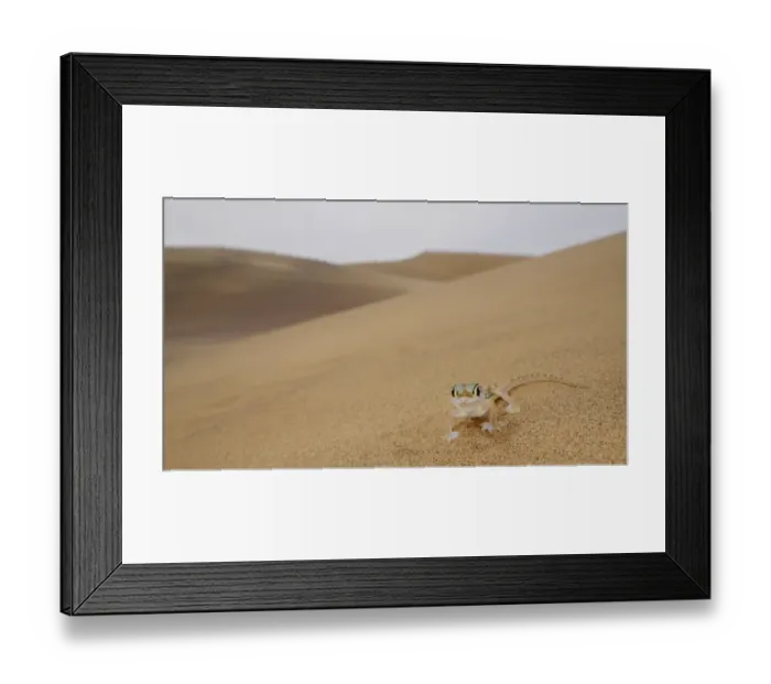Framed Print : Web-footed Gecko (Pachydactylus rangei) adult, standing on sand dune in desert habitat, Namib Desert, Namibia, February Framed Print : Web-footed Gecko (Pachydactylus rangei) adult, standing on sand dune in desert habitat, Namib Desert, Namibia, February