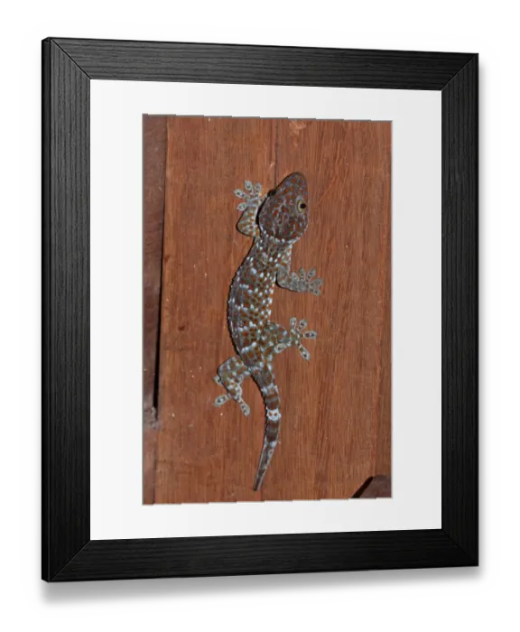 Framed Print : Tokay Gecko (Gecko gecko) adult, climbing on wall in house, Tmatboey, Cambodia, January