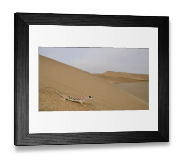 Framed Print : Web-footed Gecko (Pachydactylus rangei) adult, standing on sand dune in desert habitat, Namib Desert, Namibia, February