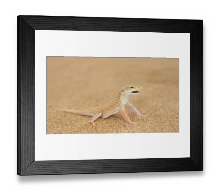 Framed Print : Shovel-snouted Lizard (Meroles anchietae) adult, with mouth open, standing on sand dune in desert, Namib Desert Framed Print : Shovel-snouted Lizard (Meroles anchietae) adult, with mouth open, standing on sand dune in desert, Namib Desert