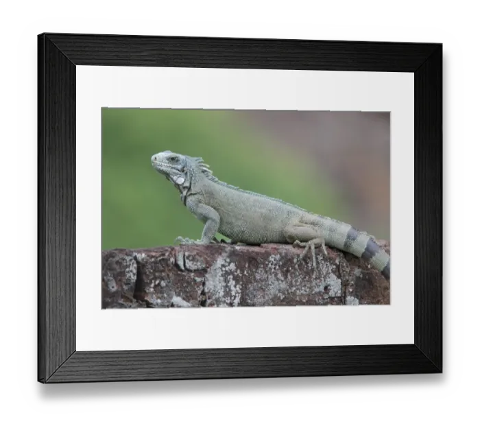 Framed Print : Green Iguana (Iguana iguana) adult male, resting on wall, Ile Royale, Iles du Salut, French Guiana, March