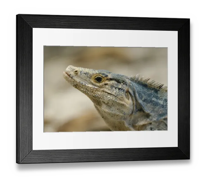 Framed Print : Black Spiny-tailed Iguana (Ctenosaura similis) adult male, close-up of head, in rainforest, Manuel Antonio N. P Framed Print : Black Spiny-tailed Iguana (Ctenosaura similis) adult male, close-up of head, in rainforest, Manuel Antonio N. P