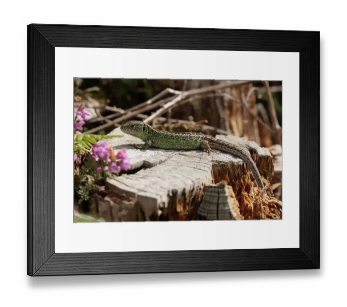 Framed Print : Sand Lizard (Lacerta agilis) adult male, sunbathing on stump, Wareham, Dorset, England, July Framed Print : Sand Lizard (Lacerta agilis) adult male, sunbathing on stump, Wareham, Dorset, England, July