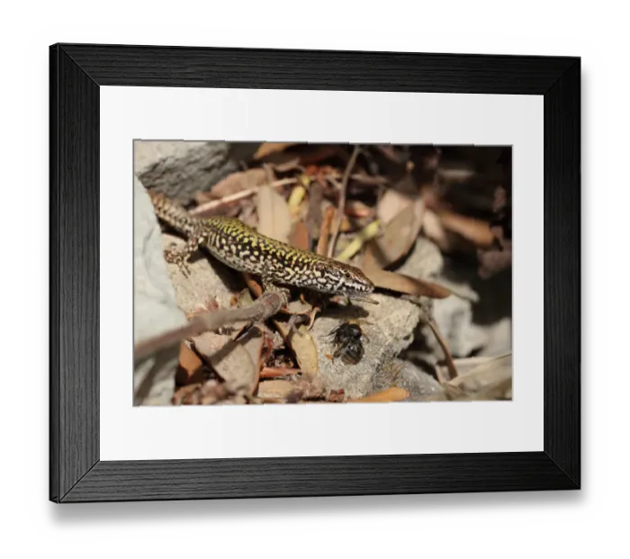 Framed Print : Common Wall Lizard (Podarcis muralis) adult male, feeding on bee, Ventnor, Isle of Wight, England, May Framed Print : Common Wall Lizard (Podarcis muralis) adult male, feeding on bee, Ventnor, Isle of Wight, England, May
