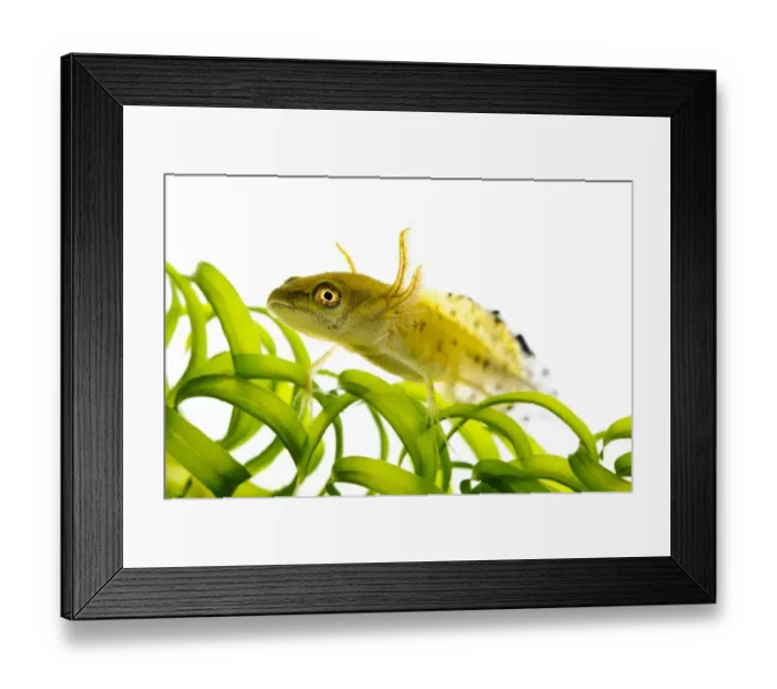 Framed Print : Great Crested Newt (Triturus cristatus) larva, clambering over pondweed, Wat Tyler Country Park, Essex, England Framed Print : Great Crested Newt (Triturus cristatus) larva, clambering over pondweed, Wat Tyler Country Park, Essex, England