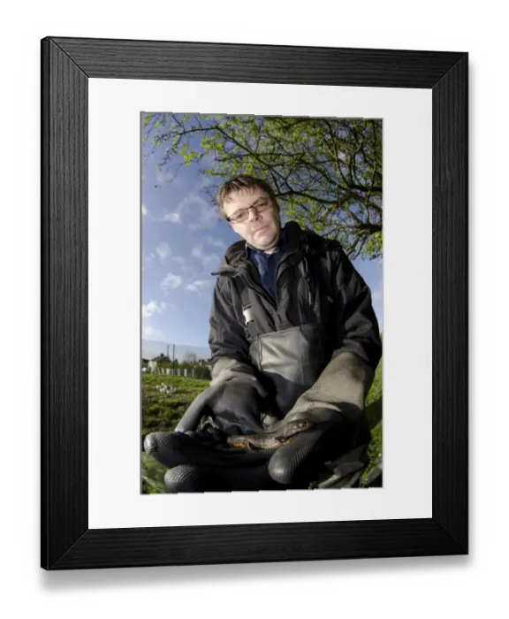 Framed Print : Great Crested Newt (Triturus cristatus) adult, handled (under licence) by man during survey, Derbyshire, England, May