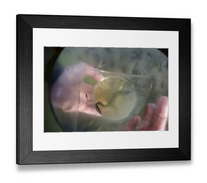 Framed Print : Great Crested Newt (Triturus cristatus) adult, caught during bottle trap survey, Derbyshire, England, May