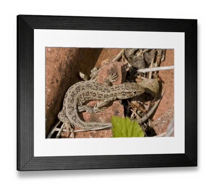 Framed Print : Sand Lizard (Lacerta agilis) adult female, basking on old tiles, Higher Hyde Heath, Dorset, England, June Framed Print : Sand Lizard (Lacerta agilis) adult female, basking on old tiles, Higher Hyde Heath, Dorset, England, June
