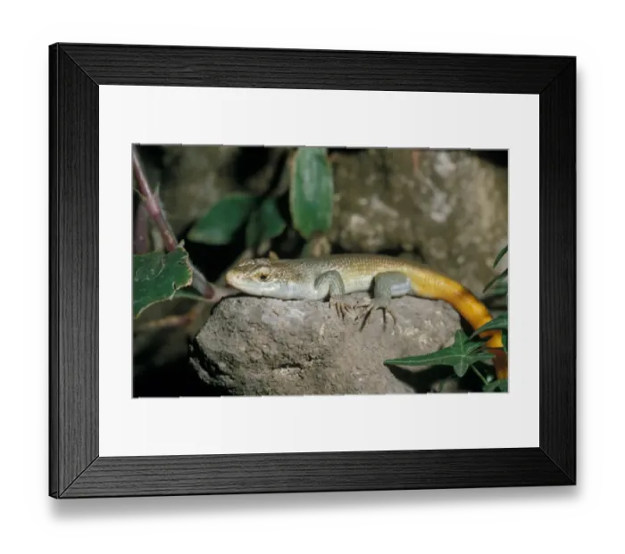 Framed Print : Five-lined Skink (Eumeces fasciatus) close-up - on rock Framed Print : Five-lined Skink (Eumeces fasciatus) close-up - on rock