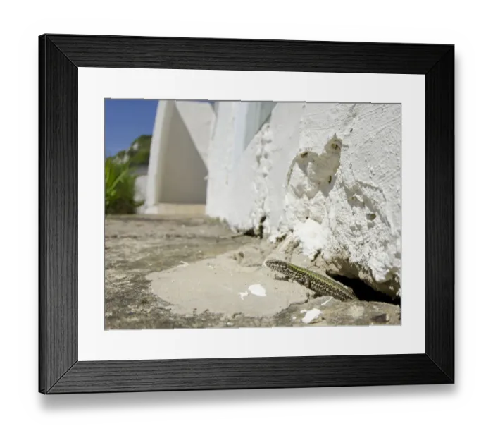 Framed Print : Italian Wall Lizard (Podarcis sicula) introduced species, adult, emerging from hole in building, Folkestone, Kent Framed Print : Italian Wall Lizard (Podarcis sicula) introduced species, adult, emerging from hole in building, Folkestone, Kent