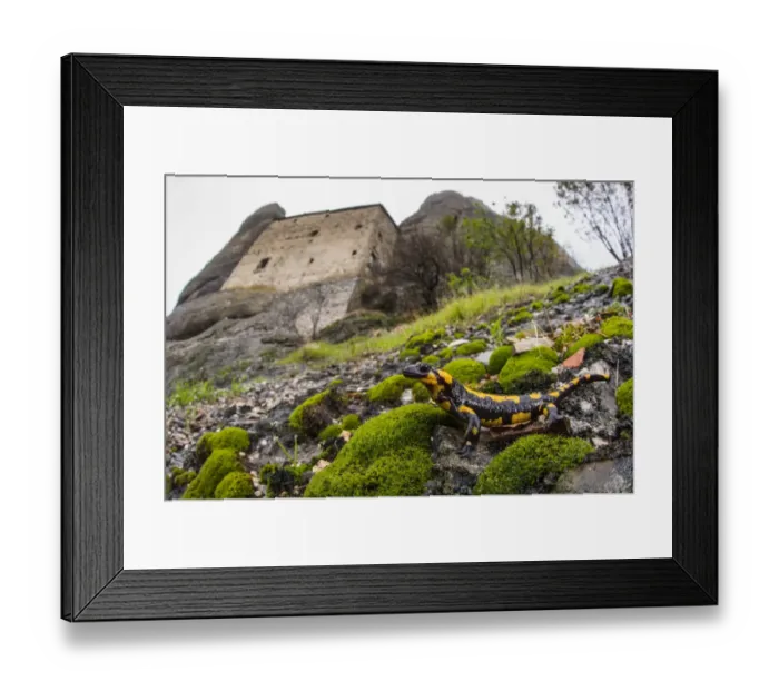 Framed Print : Fire Salamander (Salamandra salamandra) adult, standing on slope in habitat, with castle in background, Pietras Castle Framed Print : Fire Salamander (Salamandra salamandra) adult, standing on slope in habitat, with castle in background, Pietras Castle